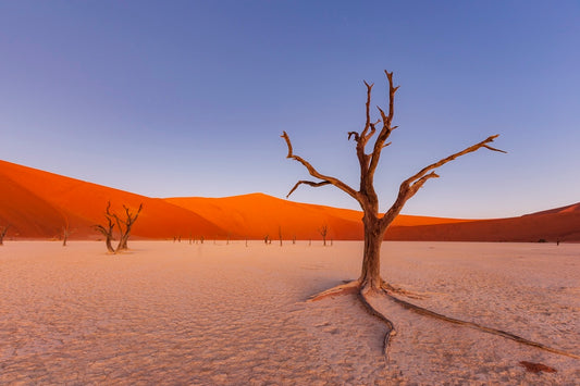 Douce lumière sur le Deadvlei 5