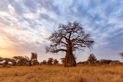 Baobab du Tarangire