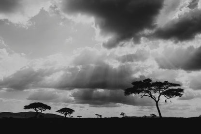 Eternel Serengeti