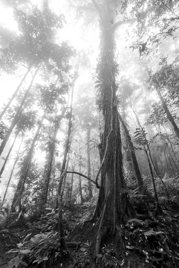 Forêt en clair obscur