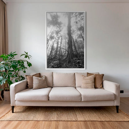 Forêt en clair obscur