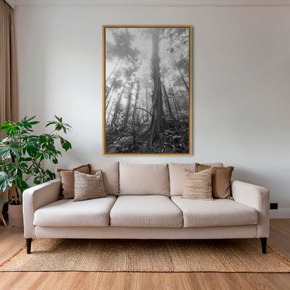 Forêt en clair obscur