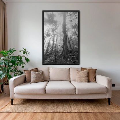 Forêt en clair obscur