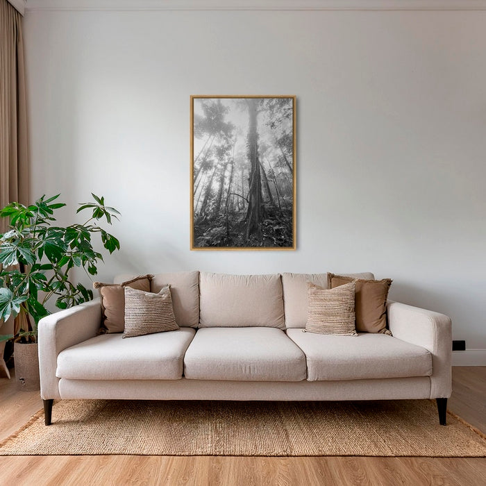 Forêt en clair obscur
