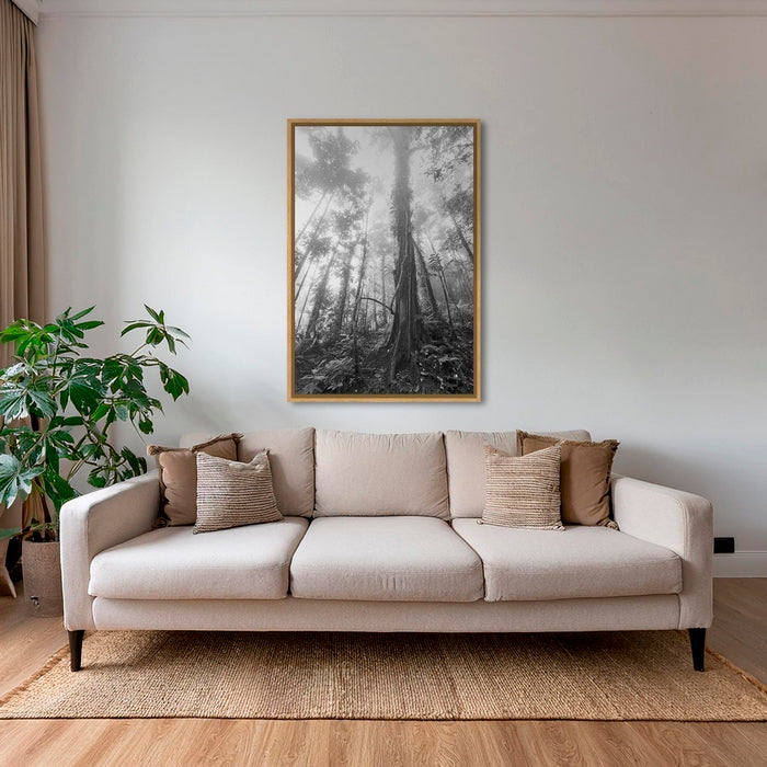Forêt en clair obscur