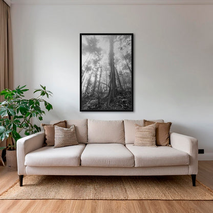 Forêt en clair obscur