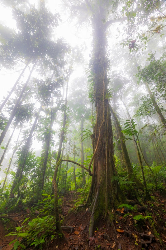 Forêt en clair obscur 2