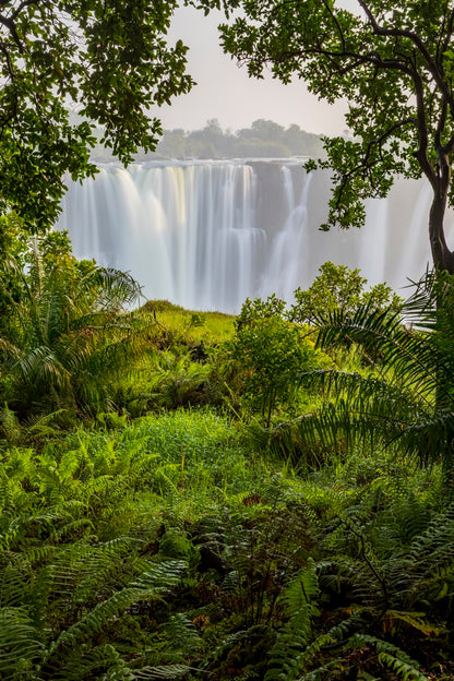 A travers la jungle de Victoria