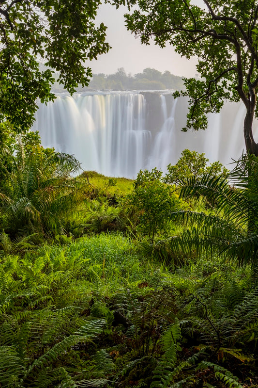 A travers la jungle de Victoria