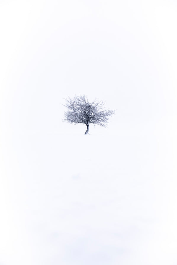 Pommier dans la tempête