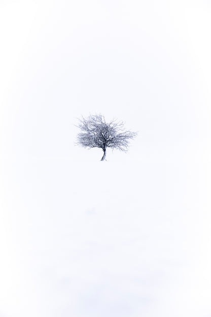 Pommier dans la tempête