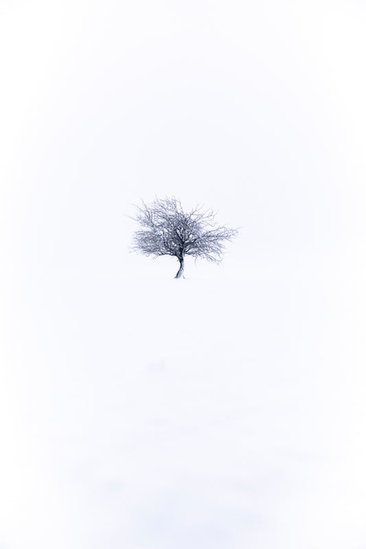 Pommier dans la tempête