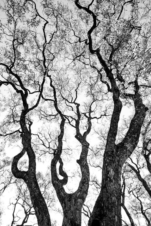 Graphisme d'arbre