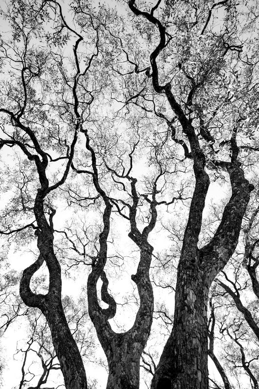 Graphisme d'arbre
