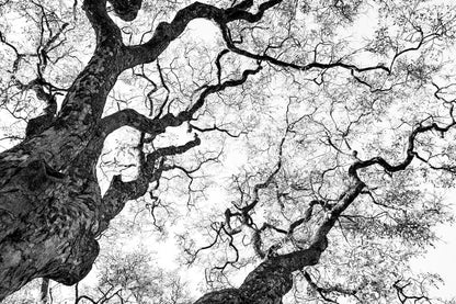 Graphisme d'arbre 3