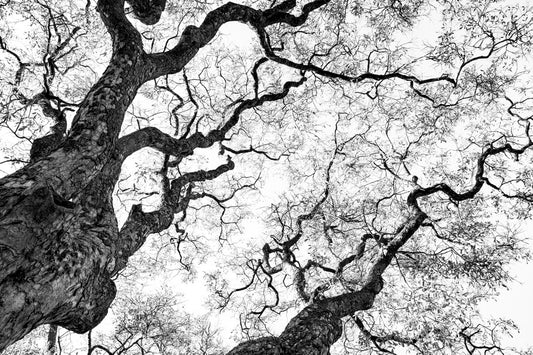 Graphisme d'arbre 3
