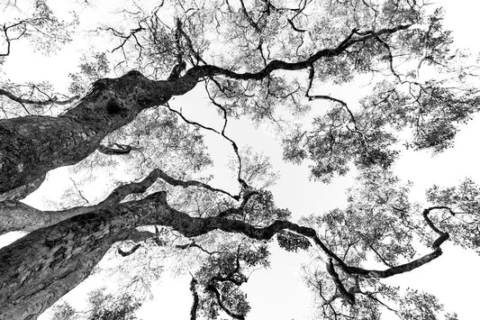 Graphisme d'arbre 4