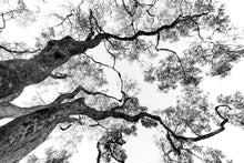 Charger l&#39;image dans la galerie, Graphisme d&#39;arbre 4
