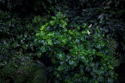 Tableau tropical