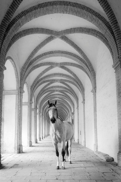 Cheval cloîtré 5