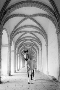 Cheval cloîtré 5
