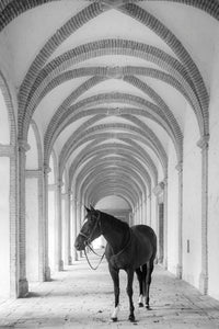 Cheval cloîtré 6