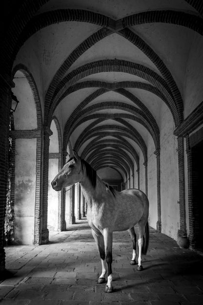 Cheval cloîtré 7