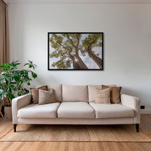 Charger l&#39;image dans la galerie, Arbre de pluie
