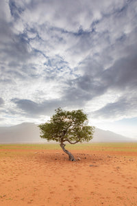 Arbre de vie