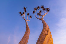 Charger l&#39;image dans la galerie, Dicotoma tortueux
