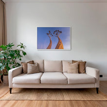 Charger l&#39;image dans la galerie, Dicotoma tortueux
