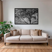 Charger l&#39;image dans la galerie, Leadwood Lady
