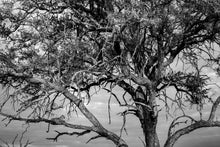 Charger l&#39;image dans la galerie, Leadwood Lady
