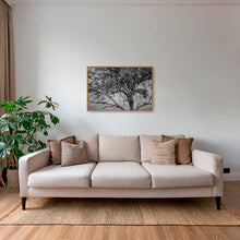 Charger l&#39;image dans la galerie, Leadwood Lady
