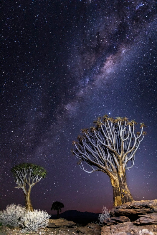 Aloés sous les étoiles