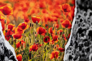 Rouge Coquelicots