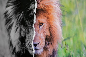 Le Roi