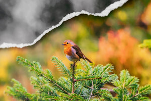 Rouge-Gorge en peinture