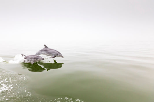 Delphinus duo