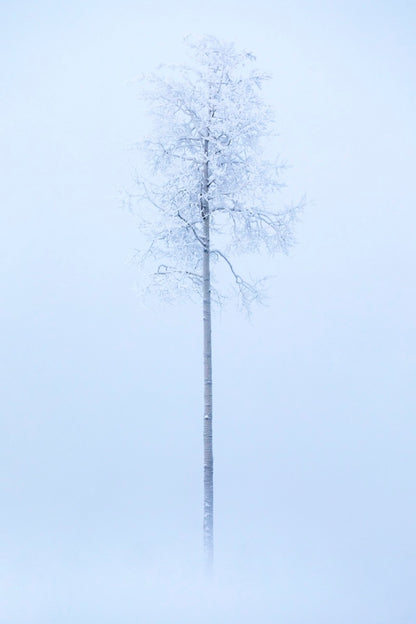 Émergence