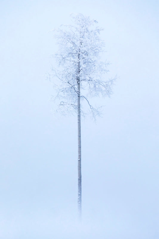 Émergence