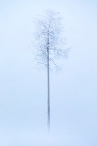 Émergence