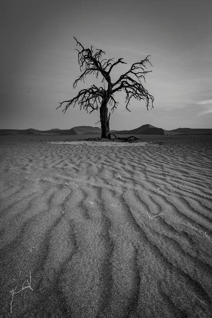 Solitude du désert 2
