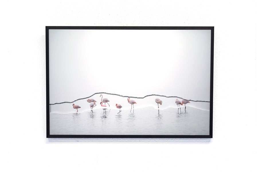 Flamants dans la brume