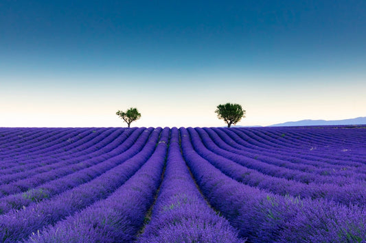Parfum lavande