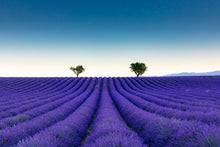 Charger l&#39;image dans la galerie, Parfum lavande
