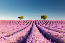 Charger l&#39;image dans la galerie, Lavandes du matin
