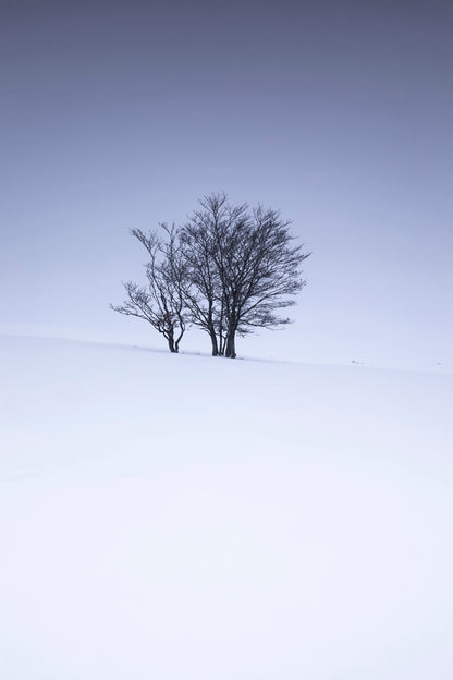 Hêtres à l'heure bleue