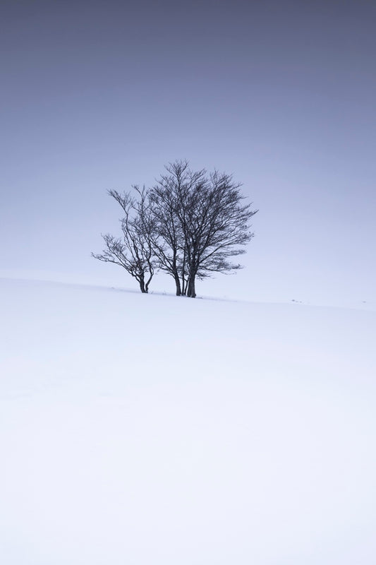 Hêtres à l'heure bleue