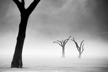 Charger l&#39;image dans la galerie, Acacias dans la brume 2
